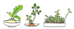 リボべジ,再生野菜,豆苗,にんじん,小松菜,観葉植物,エコ,食品ロス,簡単,育て方,収穫